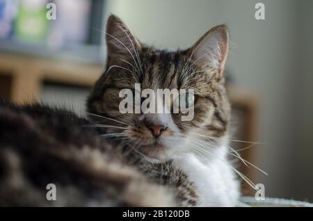 Teddykatze legt und schaut Euch an Stockfoto
