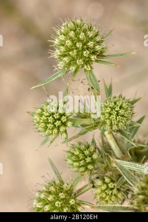 Felderyngo, Eryngium campestre, in Blume im sandigen Küstengrünland. Britische Seltenheit. Stockfoto