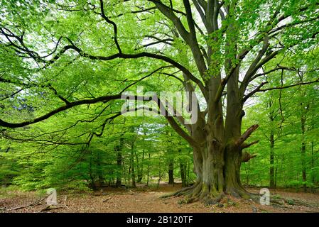 Riesenbuche in einem ehemaligen Hüttenwald, Urwald Sababurg, Reinhardswald, Hessen, Deutschland Stockfoto