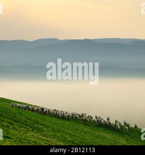 Schafherde im Morgennebel bei Sonnenaufgang im Val dñíOrcia in der Nähe von San Quirico dñíOrcia, Provinz Siena, Toskana, Italien Stockfoto