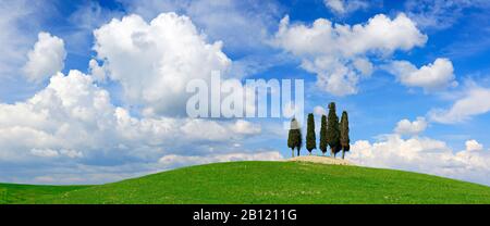 Toskanische Landschaft, Zypressenbäume auf dem Hügel unter blauem Himmel, San Giovanni d'Asso, Provinz Siena, Toskana, Italien Stockfoto