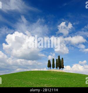 Toskanische Landschaft, Zypressenbäume auf dem Hügel unter blauem Himmel, San Giovanni d'Asso, Provinz Siena, Toskana, Italien Stockfoto