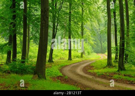 Waldweg durch einen natürlichen Buchenwald in der Feldberger Seenlandschaft, Mecklenburger Seenplatte, Mecklenburg-Vorpommern, Deutschland Stockfoto