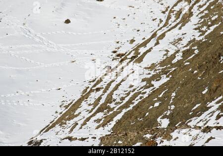 Steinadler (Aquila chrysaetos) essen im Rumbak Tal. Hemis National Park. Ladakh, Himalaya, Indien Stockfoto