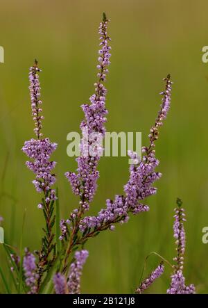 Ling, oder Heather, Calluna vulgaris, im Spätsommer in Blume auf Heideflächen. Stockfoto