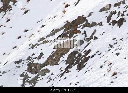 Jungtiere oder Unreife des Bartgeiers (Gypaetus barbatus), Rumbak-Tal. Hemis Nationalpark. Ladakh, Himalaya, Indien Stockfoto