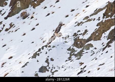 Jungtiere oder Unreife des Bartgeiers (Gypaetus barbatus), Rumbak-Tal. Hemis Nationalpark. Ladakh, Himalaya, Indien Stockfoto