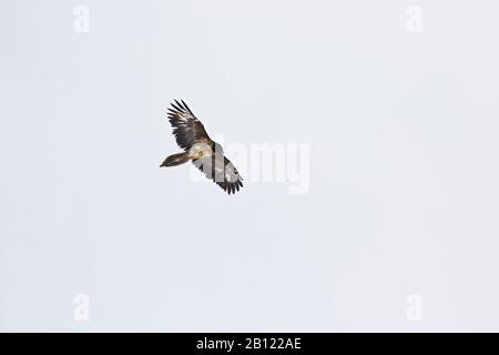 Jungtiere oder Unreife des Bartgeiers (Gypaetus barbatus), Rumbak-Tal. Hemis Nationalpark. Ladakh, Himalaya, Indien Stockfoto