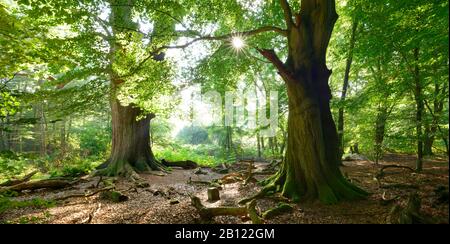 Alte Eiche und Buche in einem ehemaligen Hüttenwald, Sababurg Urwald, Reinhardswald, Hessen, Deutschland Stockfoto