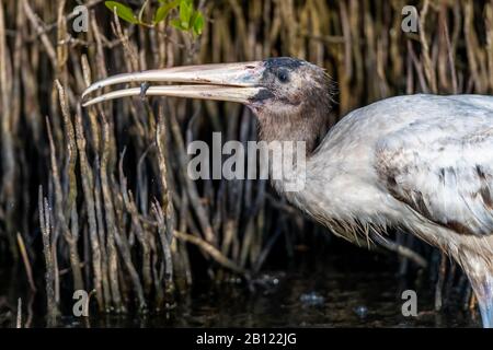 Ein Holzstork (Mycteria Americana) hält einen kleinen Fisch im Schnabel, während er im Wasser um die Wurzeln von Mangroven jagt. Stockfoto