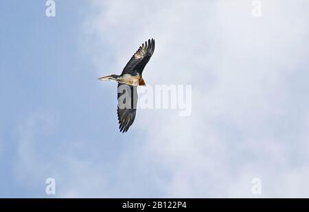 Bartgeier (Gypaetus barbatus), Rumbak Tal. Hemis Nationalpark. Ladakh, Himalaya, Indien Stockfoto