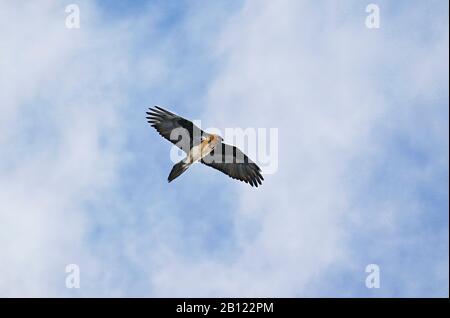 Bartgeier (Gypaetus barbatus), Rumbak Tal. Hemis Nationalpark. Ladakh, Himalaya, Indien Stockfoto