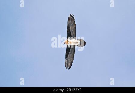 Bartgeier (Gypaetus barbatus), Rumbak Tal. Hemis Nationalpark. Ladakh, Himalaya, Indien Stockfoto