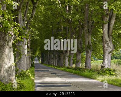 Lindenallee bei Krummin, Usedom, Mecklenburg-Vorpommern, Deutschland Stockfoto