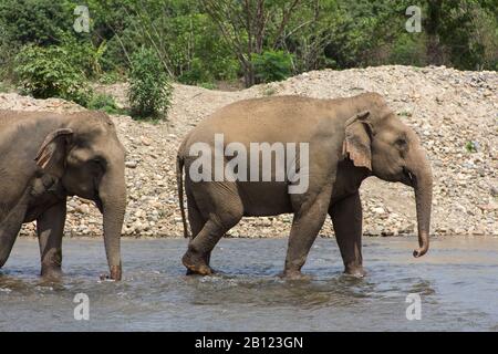 Naturpark Der Elefanten, Chiang Mai, Thailand Stockfoto