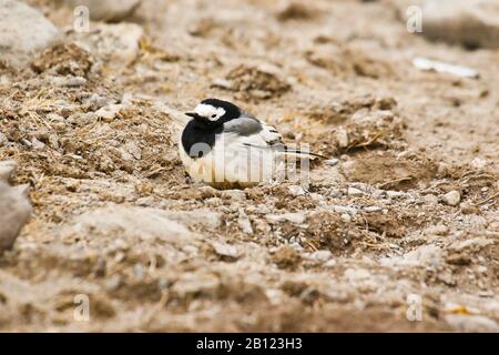 Weiße Bachstelze, Motacilla alba personata, Rumbak-Tal. Hemis Nationalpark. Ladakh, Himalaya, Indien Stockfoto