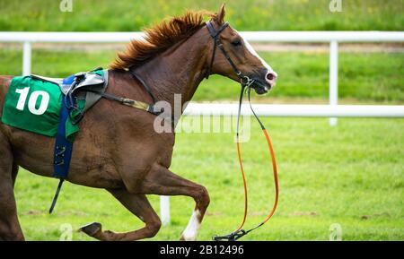 Rennpferd auf der Lose, nachdem Jockey abstürzte Stockfoto