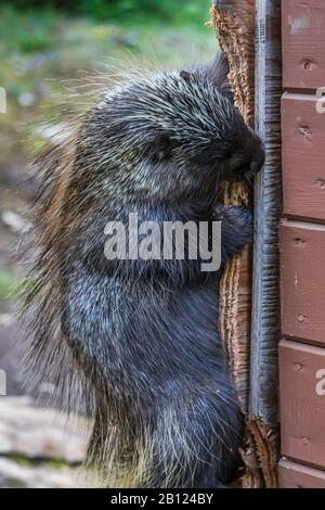 North American Porcupine, Erethizen dorsatum, das auf Sperrholz hinter einer Lodge im Mount Robson Provincial Park, British Columbia, Kanada kaute Stockfoto