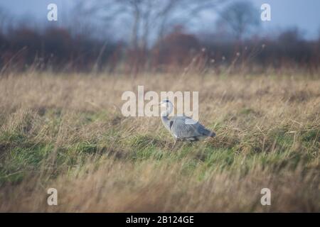 ST ANDREWS, SCHOTTLAND - 22/2/2020 - EIN grauer Reiher (ardea cinerea), wie er von den Hallen der University of St. Andrews aus zu sehen ist Stockfoto