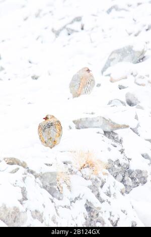 Der Chukarpartridge (Alectoris Chukar) im Schnee im Rumbak-Tal.Hemis-Nationalpark, Ladakh, Indien Stockfoto