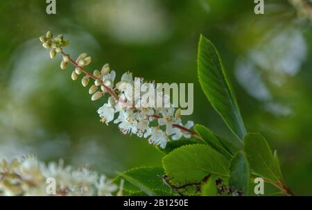 Küstensüßpefferbusch, Clethra alnifolia, in Blume im offenen Wald. Stockfoto