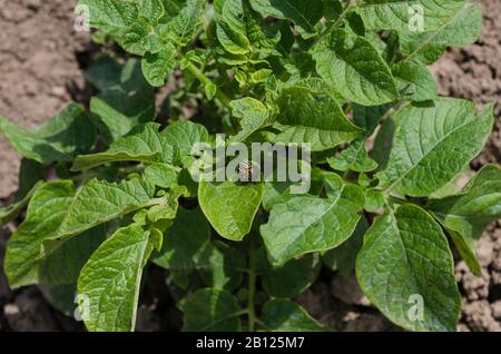 Kartoffeln werden im Sommer im Norden Bulgariens angebaut Stockfoto