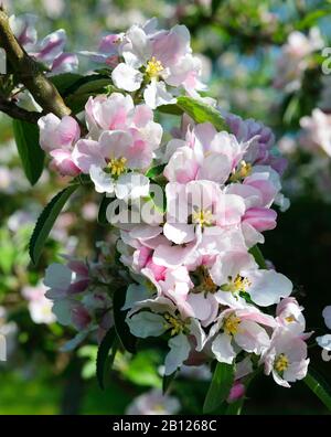 Apfelblüte im April. Stockfoto