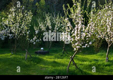 Junge, halbstandardmäßige Apfelbäume, die mit einer Blüte bedeckt sind und in kleinen Gartenobstbäumen wachsen. Gegen Wind stach. Dekorative Schieferplatten sind zwischen Bäumen Stockfoto