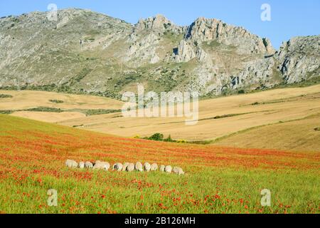 Blumenwiesen und Schafe von ländlichen Andalusien, Spanien Stockfoto