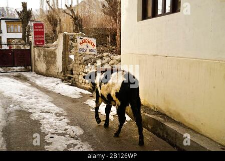 Kuh in LEH, Himalaya. Ladakh, Indien Stockfoto