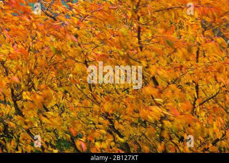 Im Herbstwind bläst Kirschblätter. Japanische Duftkirsche Prunus serrulata Jo-nioi Stockfoto