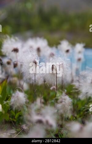 Fiederige Samenköpfe von Mountain Avens, Dryas Octopetala, im Mount Robson Provincial Park, British Columbia, Kanada Stockfoto