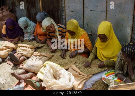 Muslimische Frauen sortieren Kaffeebohnen auf den Straßen des Giganten Mercato von Addis Abeba, Äthiopien Stockfoto