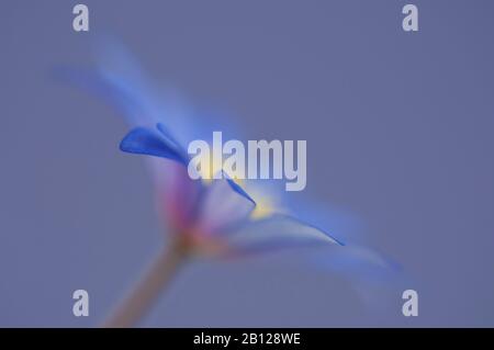 Abstraktes Bild einer blauen Windblume Stockfoto