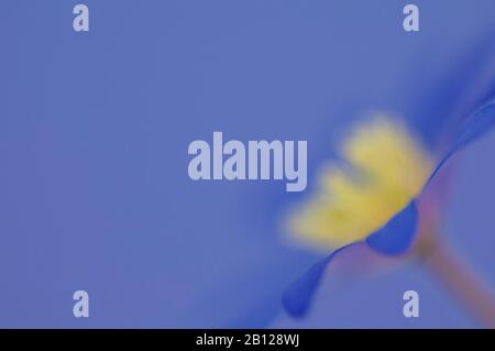 Abstraktes Bild einer blauen Windblume Stockfoto