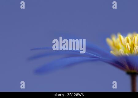 Abschnitt mit blauer Windblume und Staubblättern Stockfoto