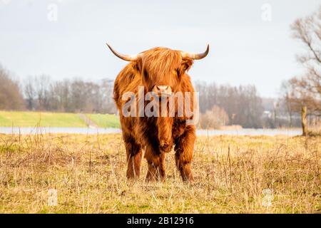 Schottischer Hochländer eine schöne braune Wildkuh mit riesigen Hörnern im sumpfigen Gras in der Nähe des regnerischen Flusses IJssel im Naturreservat bei Fortmond, Th Stockfoto