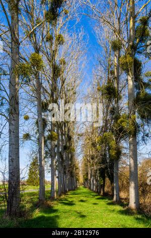 Brocken von European Mistletoe (Viscum-Album) wachsen auf Poplar Trees - Touraine, Frankreich. Stockfoto