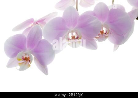 Nahaufnahme einer Orchidee auf weißem Hintergrund Stockfoto