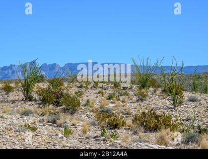 Wüstenlandschaft im Big Bend National Park in Westtexas Stockfoto