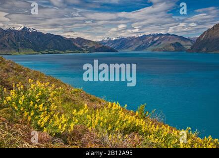 Russell lupines blüht über dem Hawea-See, Otago-Region, Südinsel, Neuseeland Stockfoto