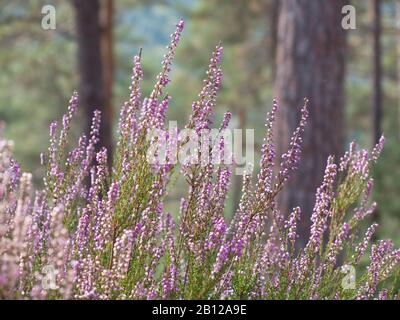 Nahaufnahme des blühenden Heidekrauts in einem Wald Stockfoto