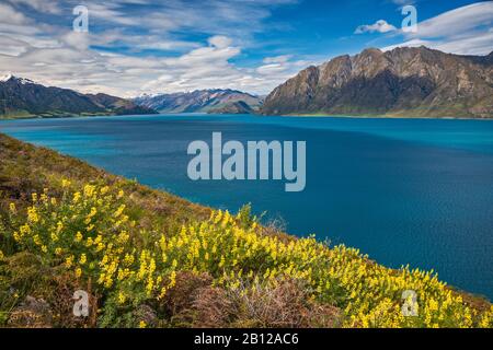 Russell lupines blüht über dem Hawea-See, Otago-Region, Südinsel, Neuseeland Stockfoto