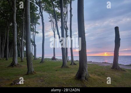 Gespensterwald Nienhagen mit Sonnenuntergang, Ostseebad Nienhagen, Mecklenburg-Vorpommern, Deutschland Stockfoto