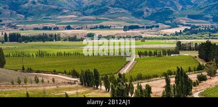 Weinberge im Gebiet von Central Otago, Clutha River Valley, Blick von der Bendigo Loop Road, Otago Region, South Island, Neuseeland Stockfoto