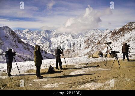 Touristische Expedition auf der Suche nach Schneeleoparden im Ulley Valley. Ladakh. Himalaya. Indien Stockfoto