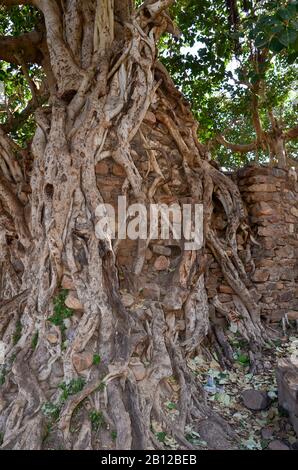 Wurzeln eines alten banyanischen Baumes, der sauber um eine kleine Ziegelstruktur im Bhangarh Fort aus dem 17. Jahrhundert in Alwar Village, Rajasthan, Indien gewickelt wurde Stockfoto