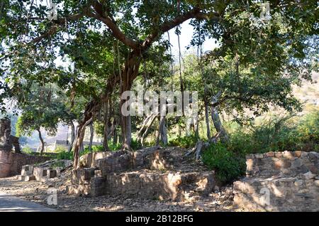 Wurzeln eines alten banyanischen Baumes, der sauber um eine kleine Ziegelstruktur im Bhangarh Fort aus dem 17. Jahrhundert in Alwar Village, Rajasthan, Indien gewickelt wurde Stockfoto