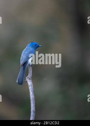 Ein blauer Wandervogel namens Black Naped Monarch, der auf einem Perch mit Hintergrund sitzt Stockfoto