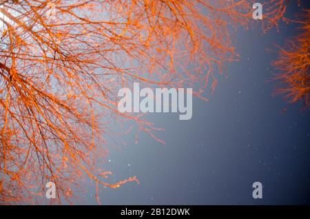 Zweige und Sterne Stockfoto